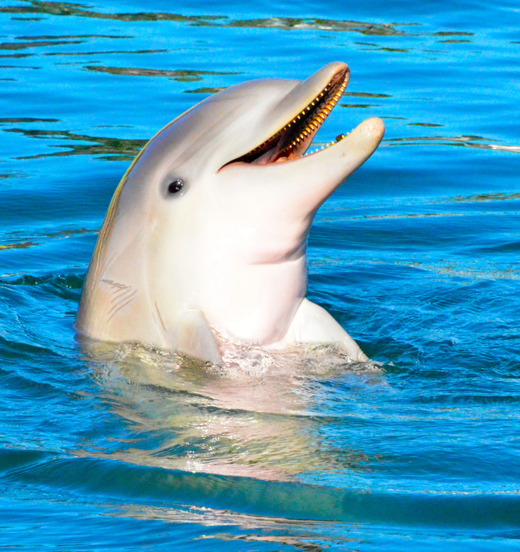 dolphin